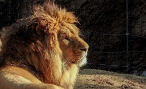 ტოკიოს ზოოპარკში მაღალ  ძლიერ სიცხეს  სამი ლომი ემსხვერპლა