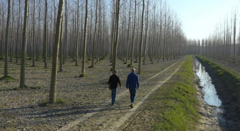 ტყე გამონაბოლქვის წინააღმდეგ
