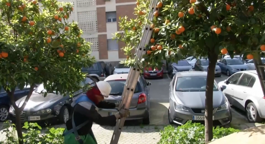 სევილიაში ფორთოხლიდან ელექტროენერგიის მიღებას ცდილობენ