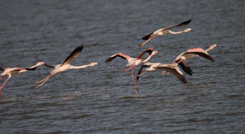 ალბანეთის დაცულ ტერიტორიას განადგურება ემუქრება