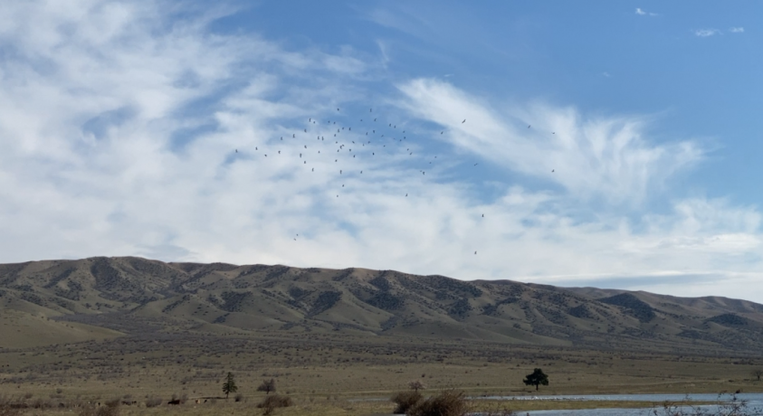 ჯანდარის ტბაზე ფრინველთა პირველი გუნდები უკვე გამოჩნდნენ