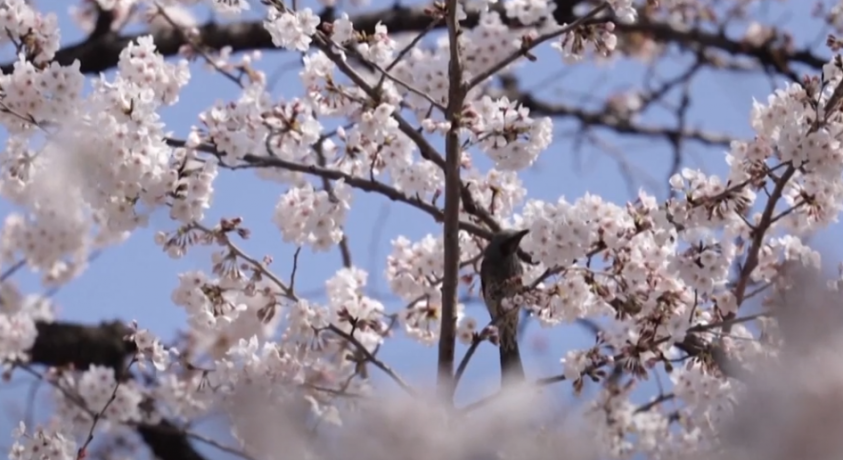 ალუბლების ყვავილობა იაპონიაში