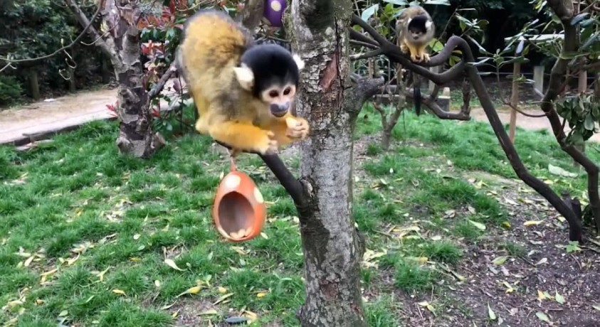 სააღდგომო სამზადისი – ლონდონი