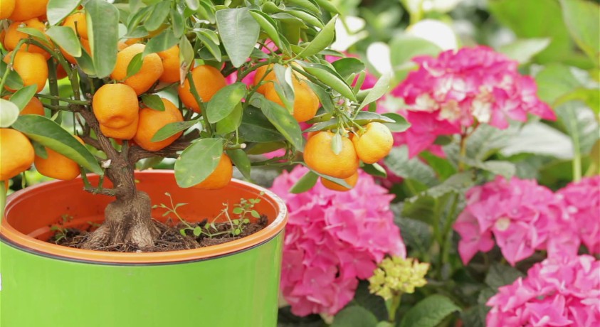 ბრიტანეთში მცენარეებზე მოთხოვნა გაიზარდა, მიწოდება კი შემცირდა