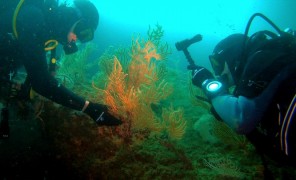 ოკეანე ჯანმრთელობის სამსახურში