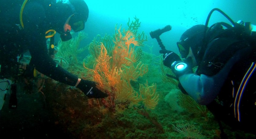 ოკეანე ჯანმრთელობის სამსახურში