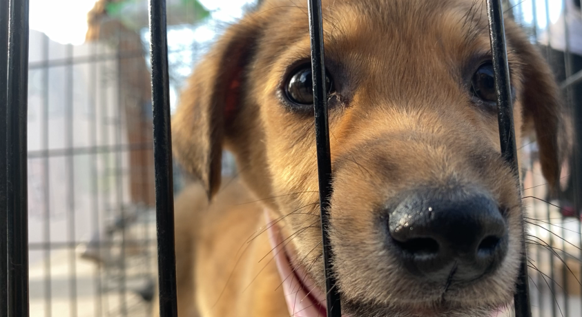 მიუსაფარი ცხოველების საერთაშორისო დღე