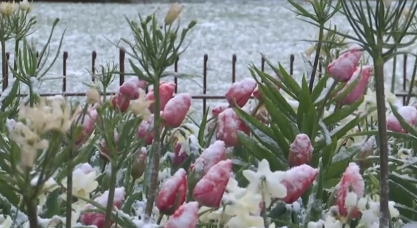 გაზაფხულის თოვლი – ბრიუსელი
