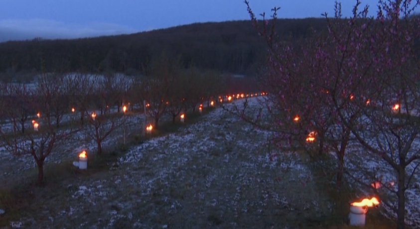 ხეხილის ბაღები საფრანგეთში