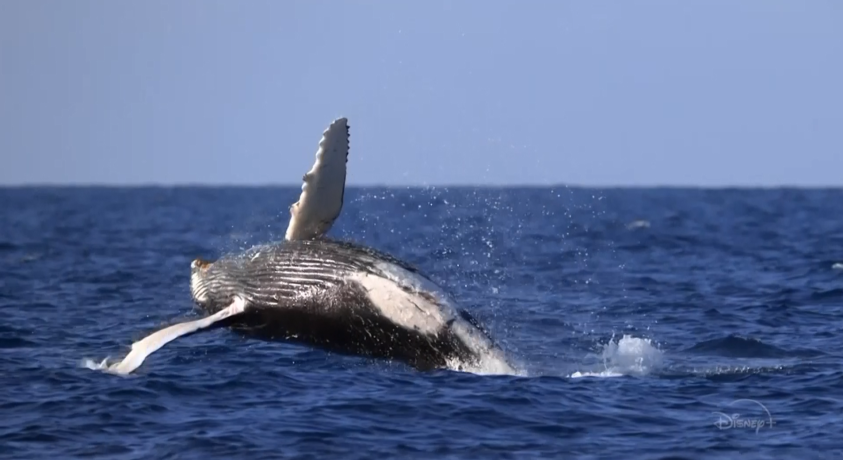 “ვეშაპების საიდუმლო” – ახალი დოკუმენტური ფილმი წყალქვეშა ძუძუმწოვრებზე