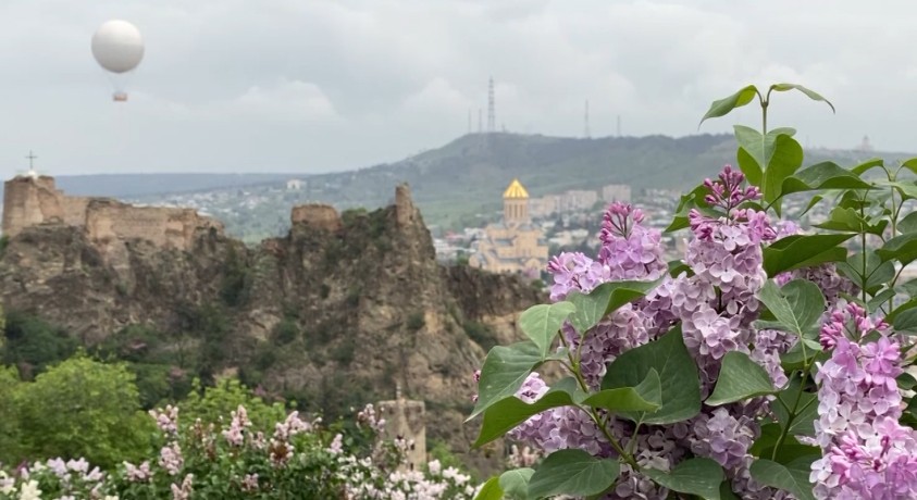 იასამნის ყვავილობა