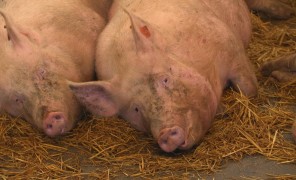 მეცხოველეობის ჯანმრთელობის სტანდარტები