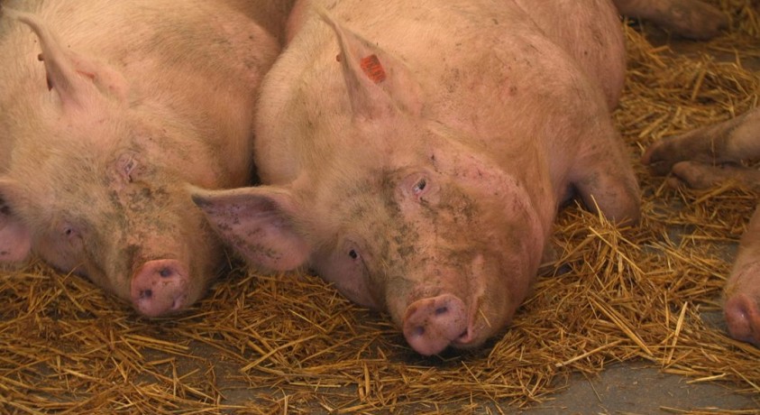 მეცხოველეობის ჯანმრთელობის სტანდარტები