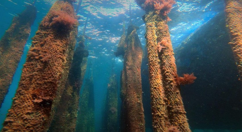 ოკეანე –  წიაღისეულის ალტერნატივა