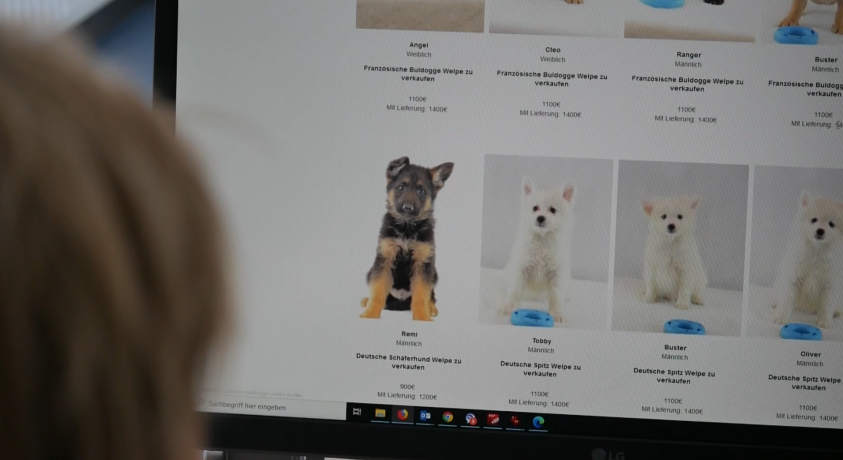 პანდემიის პერიოდში ვენაში ლეკვებით უკანონო ვაჭრობის შემთხვევები გახშირდა