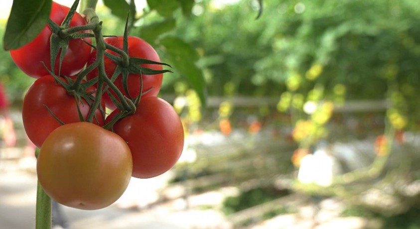 ეკოლოგიური ფერმა