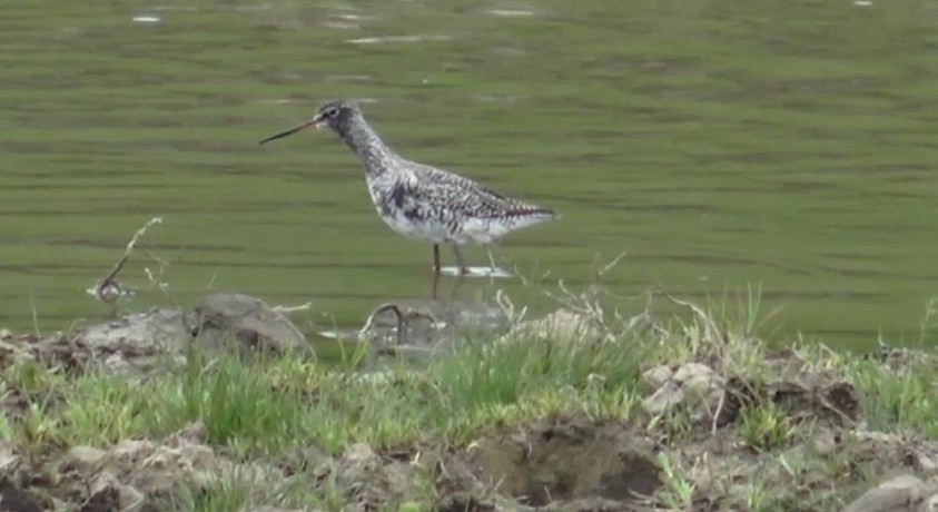 რუმინეთში პატარა დელტაში ფრინველთა 132 სახეობა ბინადრობს