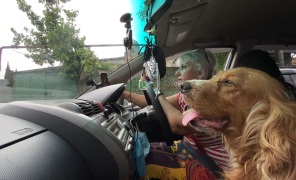 ტაქსი ცხოველებისთვის