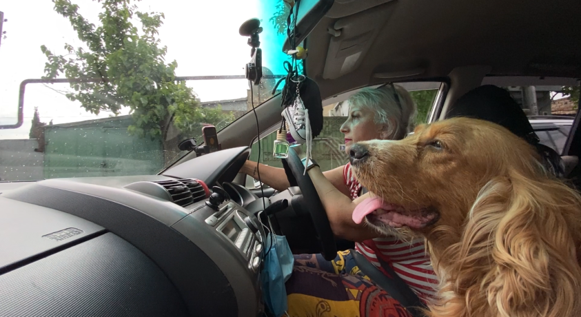 ტაქსი ცხოველებისთვის