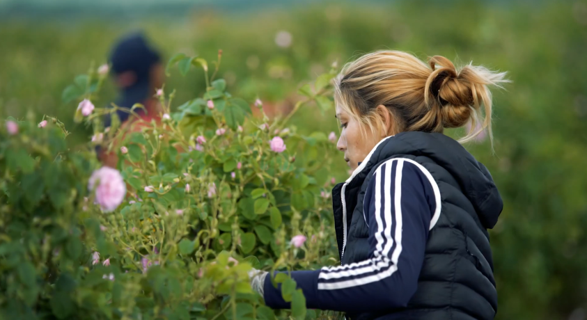 ვარდის ზეთის ინდუსტრია ბულგარეთში