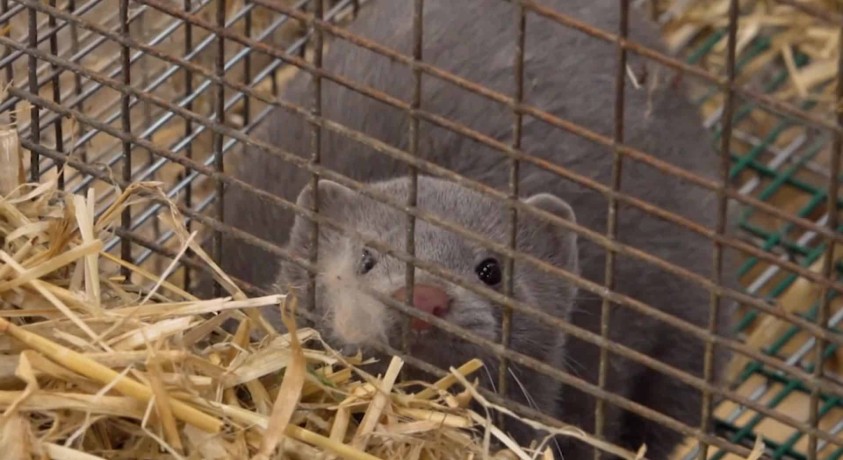 ვაქცინის შექმნამდე დანია წაულებს ანადგურებს