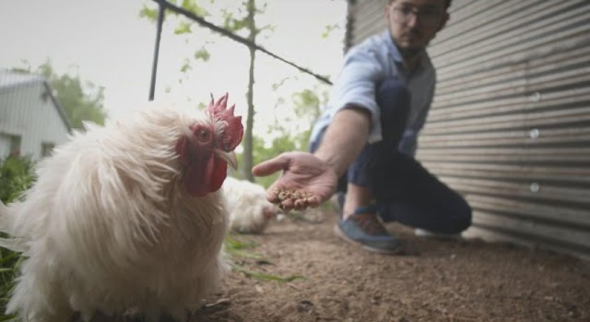 პროტეინის ალტერნატიული წყარო