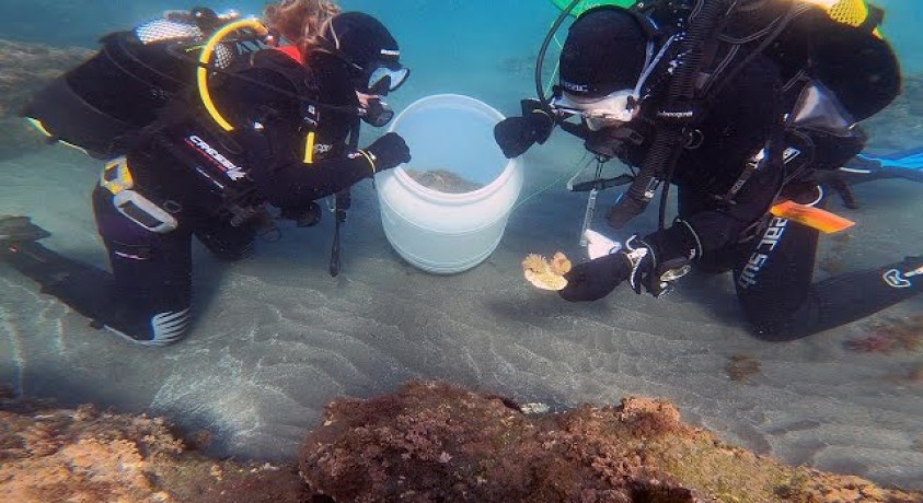 რიგითი აქტინიის გადასარჩენად…