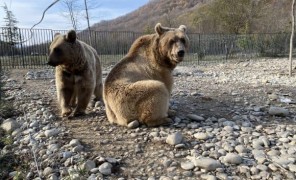 დათვების თავშესაფარი