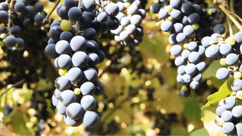 ღვინო ბრიტანეთიდან