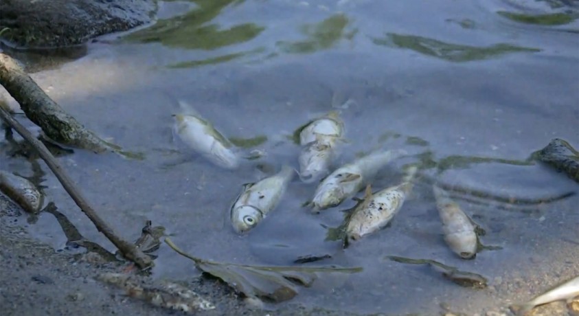 მდინარე ჟიუში ადგილობრივებმა ასეულობით დახოცილი თევზი აღმოაჩინეს