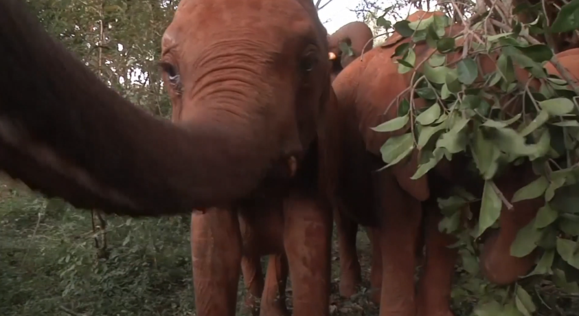 12 აგვისტო სპილოების საერთაშორისო დღეა