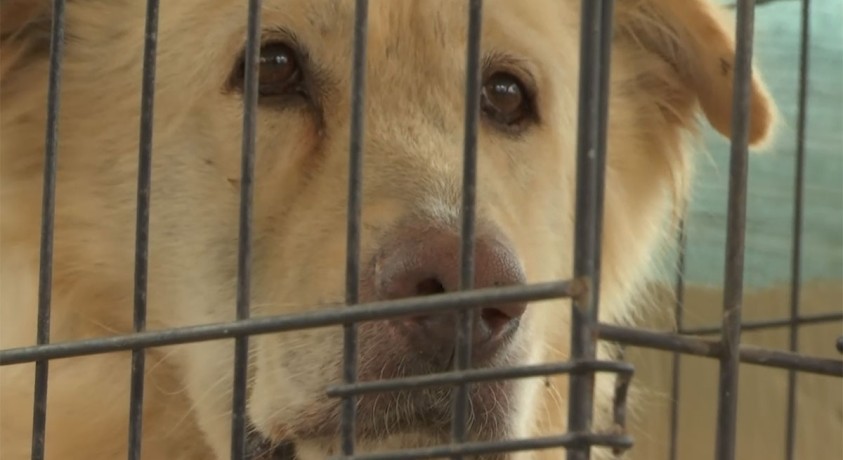 მოხალისეები ტყის ხანძრების შედეგად დაზარალებულ ძაღლებზე ზრუნავენ