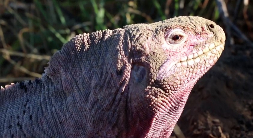 იგუანა, გალაპაგოსის კუნძულები
