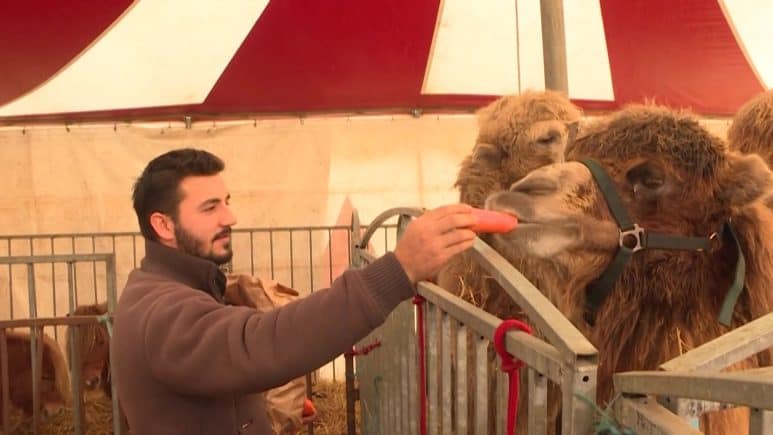 ცირკი პანდემიის დროს