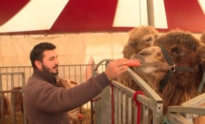 ცირკი პანდემიის დროს