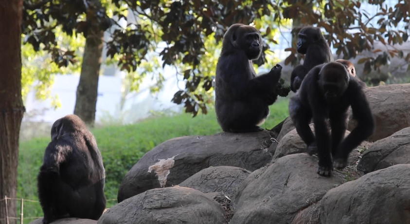 ატლანტის ზოოპარკში თვრამეტ გორილას კორონავირუსი დაუდასტურდა