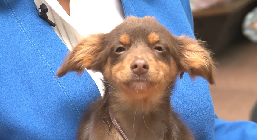 28 სექტემბერს ცოფთან ბრძოლის მსოფლიო დღე აღინიშნება