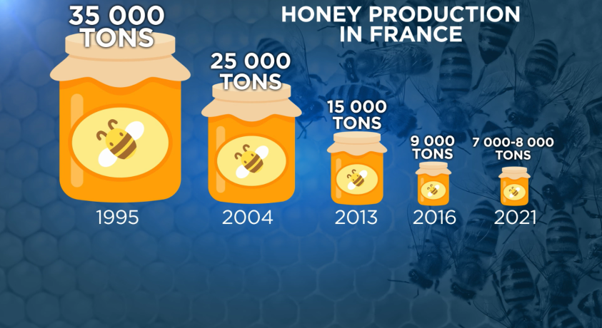 საფრანგეთში თაფლის რეკორდულად დაბალი რაოდენობა დამზადდა