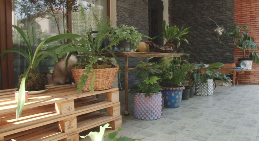 დეკორატიული მცენარეები –  სიამოვნება და სირთულეები