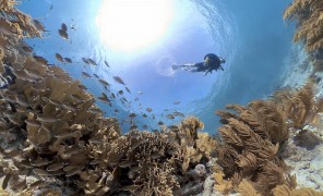 მარჯნის რიფები: ბრძოლა ოკეანის ბიომრავლაფეროვნების გადასარჩენად