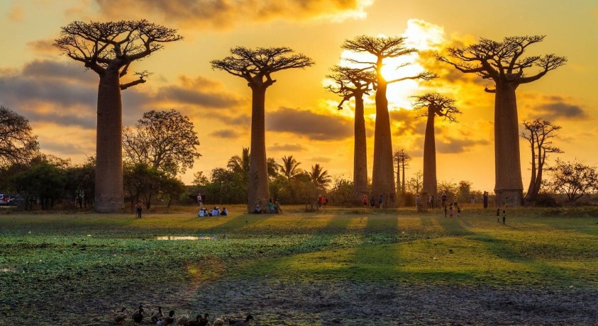 გარემოს პრობლემები მადაგასკარზე