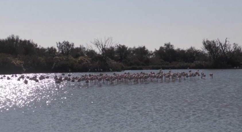 კლიმატის ცვლილების გამო კამარგის ტერიტორიაზე ზღვის დონე იმატებს