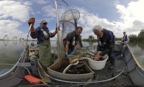 გადაარჩენს თუ არა „გველთევზას მწვანე შეთანხმება“ ამ თევზის სახეობას?