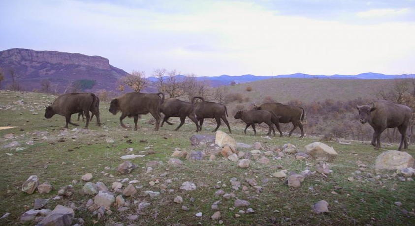 ველური ბუნების ძახილი: საფარი ბულგარეთის როდოპის მთებში