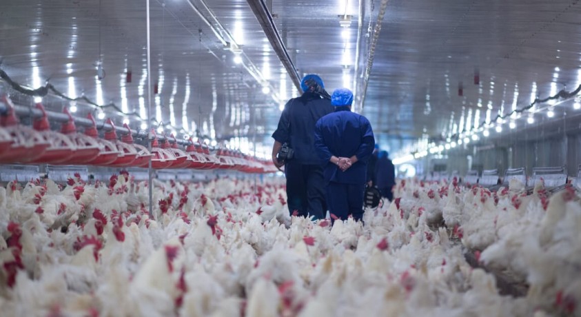 ჩეხეთში ფრინველის გრიპის აფეთქებაა