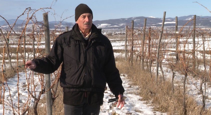 ვენახი საოკუპაციო ხაზთან – ლაცაბიძეების საოჯახო მეურნეობა ზემო ხვითში