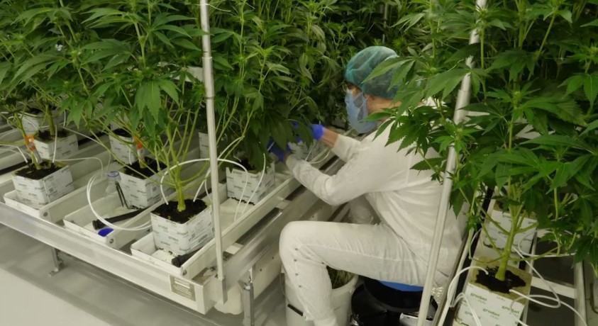 გერმანიაში კანაფის ლეგალიზაციისათვის ემზადებიან