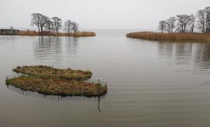 მცურავი კუნძულები ბალტიის ყურის სასუქებისგან გაწმენდას ემსახურება