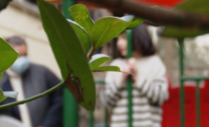 პანდემიამ შშმ პირებს ცხოვრება გაურთულა