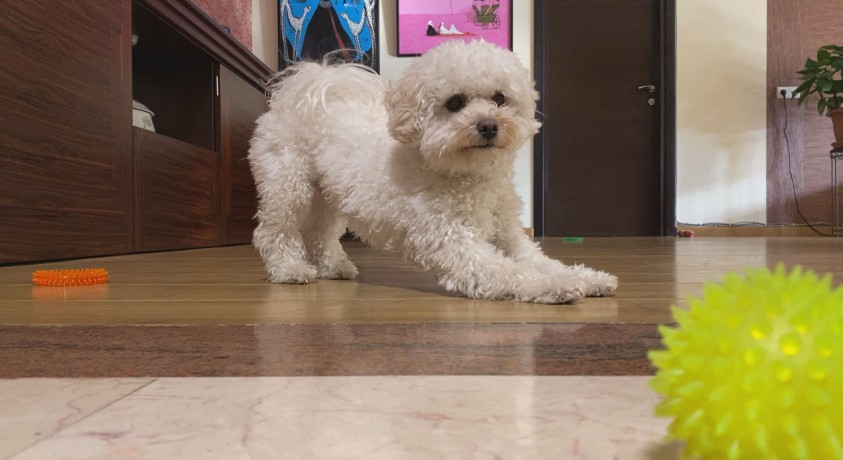 შინაური ცხოველები პანდემიით გამოწვეული სტრესის წინააღმდეგ